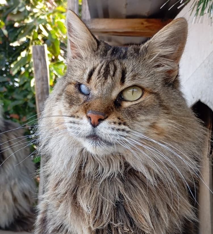 KIARA