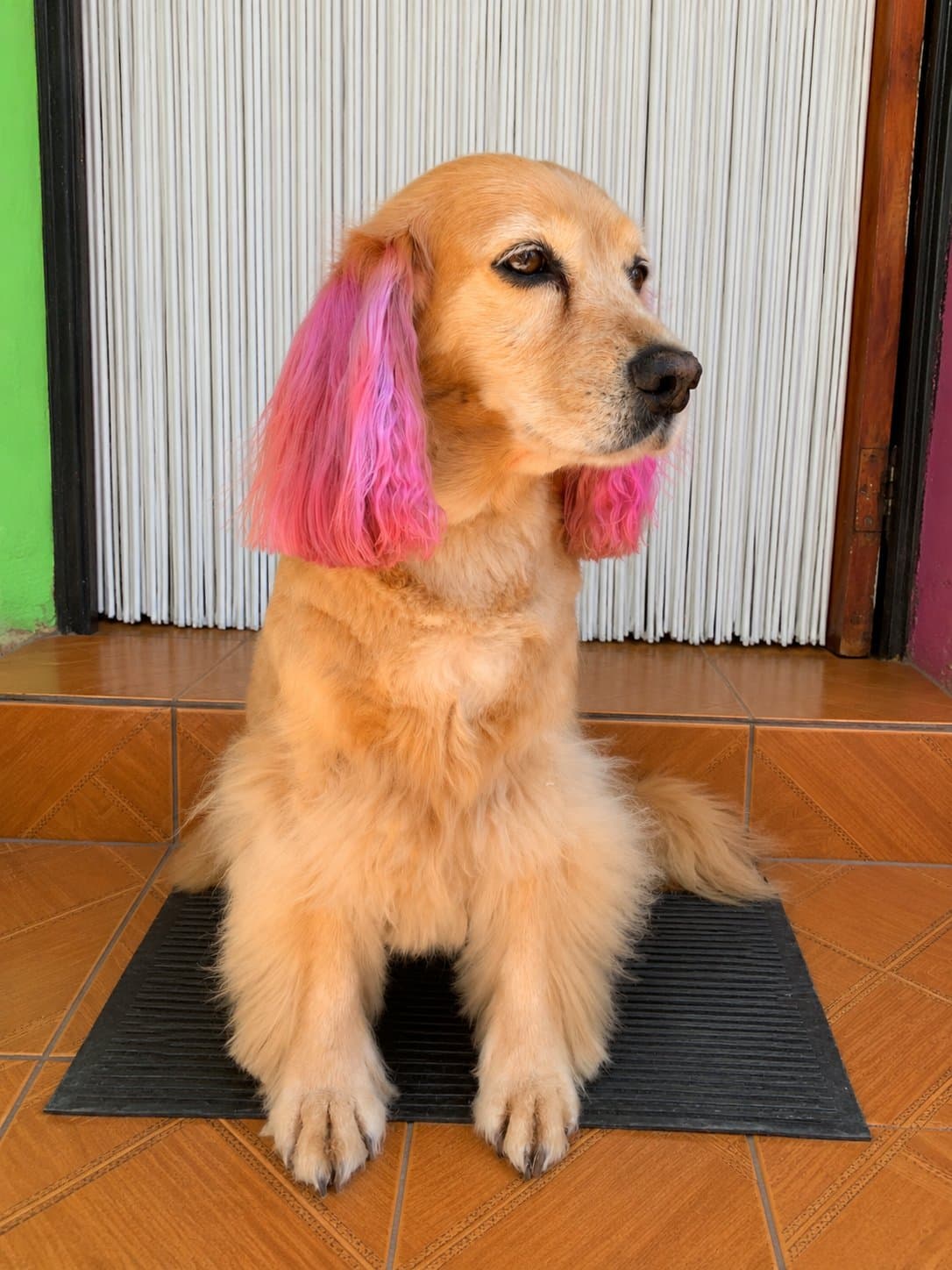 Sofi