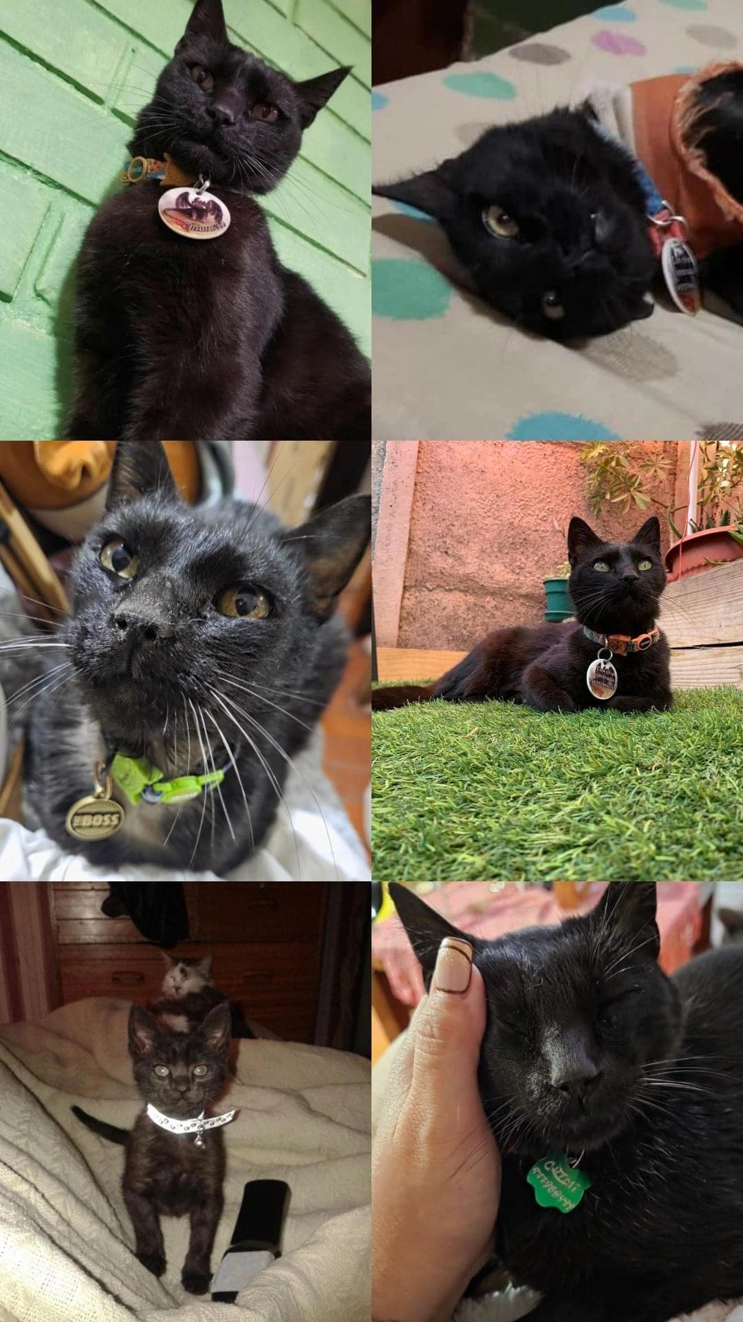 Chimuelo