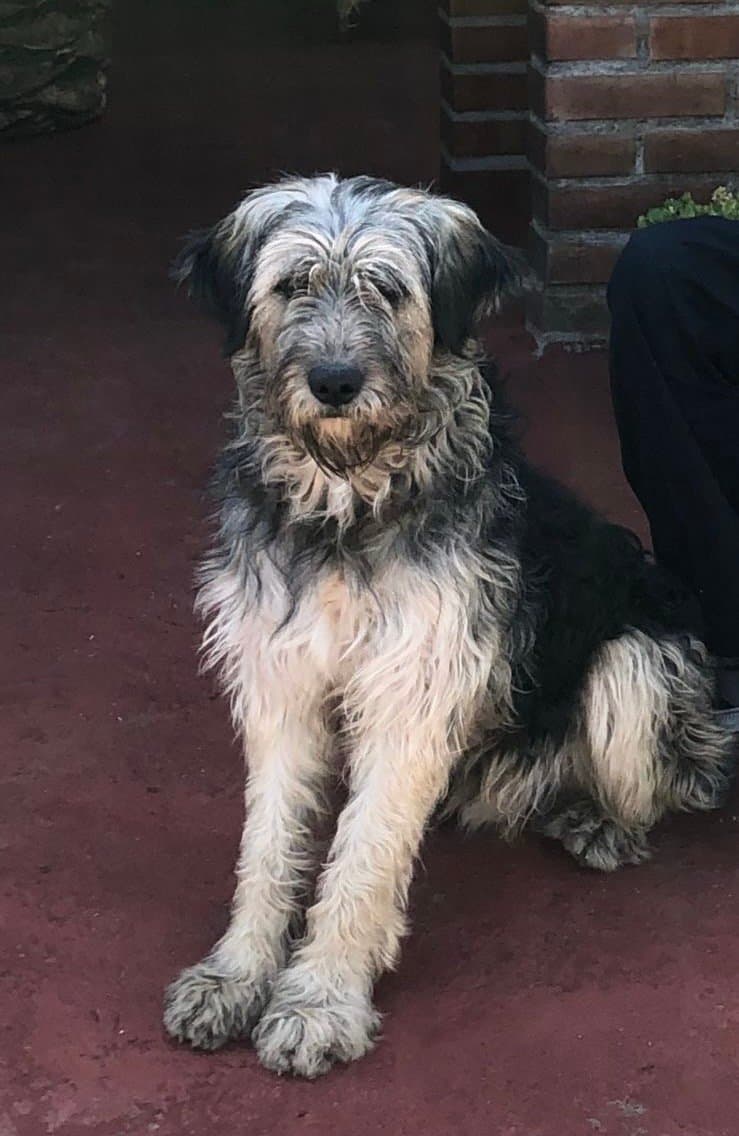 Coco